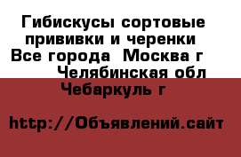 Гибискусы сортовые, прививки и черенки - Все города, Москва г.  »    . Челябинская обл.,Чебаркуль г.